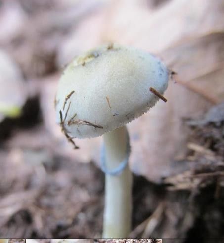 Natalensis