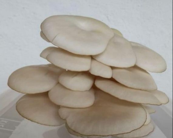 Orellana Blanca Florida