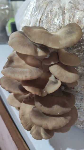 Orellana Gris/ Grey Oyster