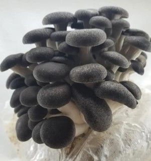 Orellana Perla Negra