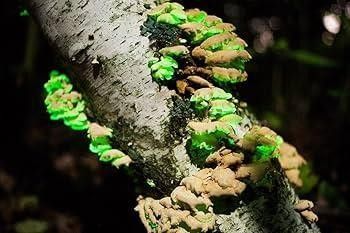 Ostra Amarga - NO COMESTIBLE