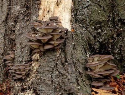 Ostra Canadiense Silvestre