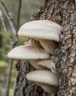 Ostra del Olmo o Elm Oyster