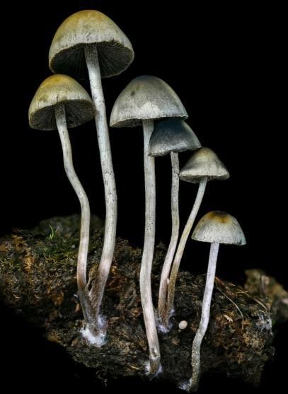 Panaeolus cyanescens