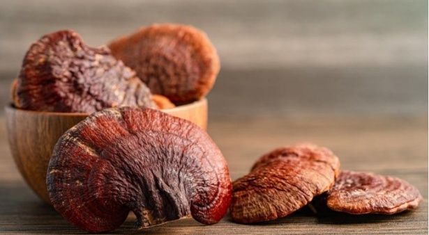 Reishi