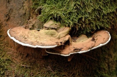 Reishi chino