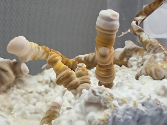 Reishi de Asta