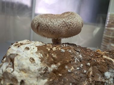 Shiitake