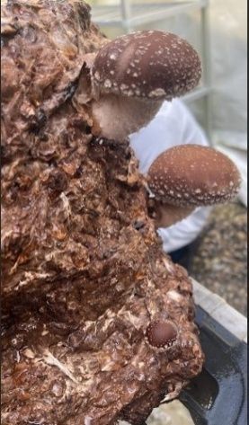 Shiitake