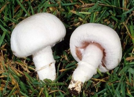 Champiñón Silvestre Bitorquis de clima cálido