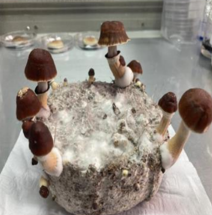 Hongos que crecen a partir de un bloque mohoso, blanco y grisáceo, sobre una mesa.