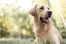A yellow Labrador retriever with its tongue hanging out, sitting in a grassy, sunlit field.