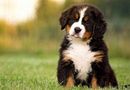 A Bernese Mountain Dog puppy with a small tongue sticking out sits on a grassy field.