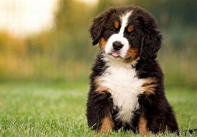 A Bernese Mountain Dog puppy with a small tongue sticking out sits on a grassy field.