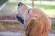 Dog Dog