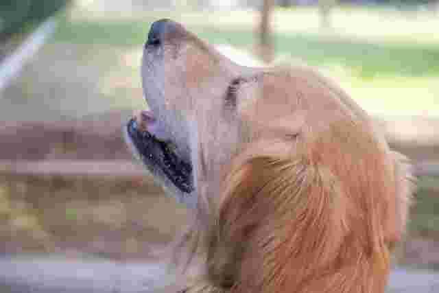 Dog Dog