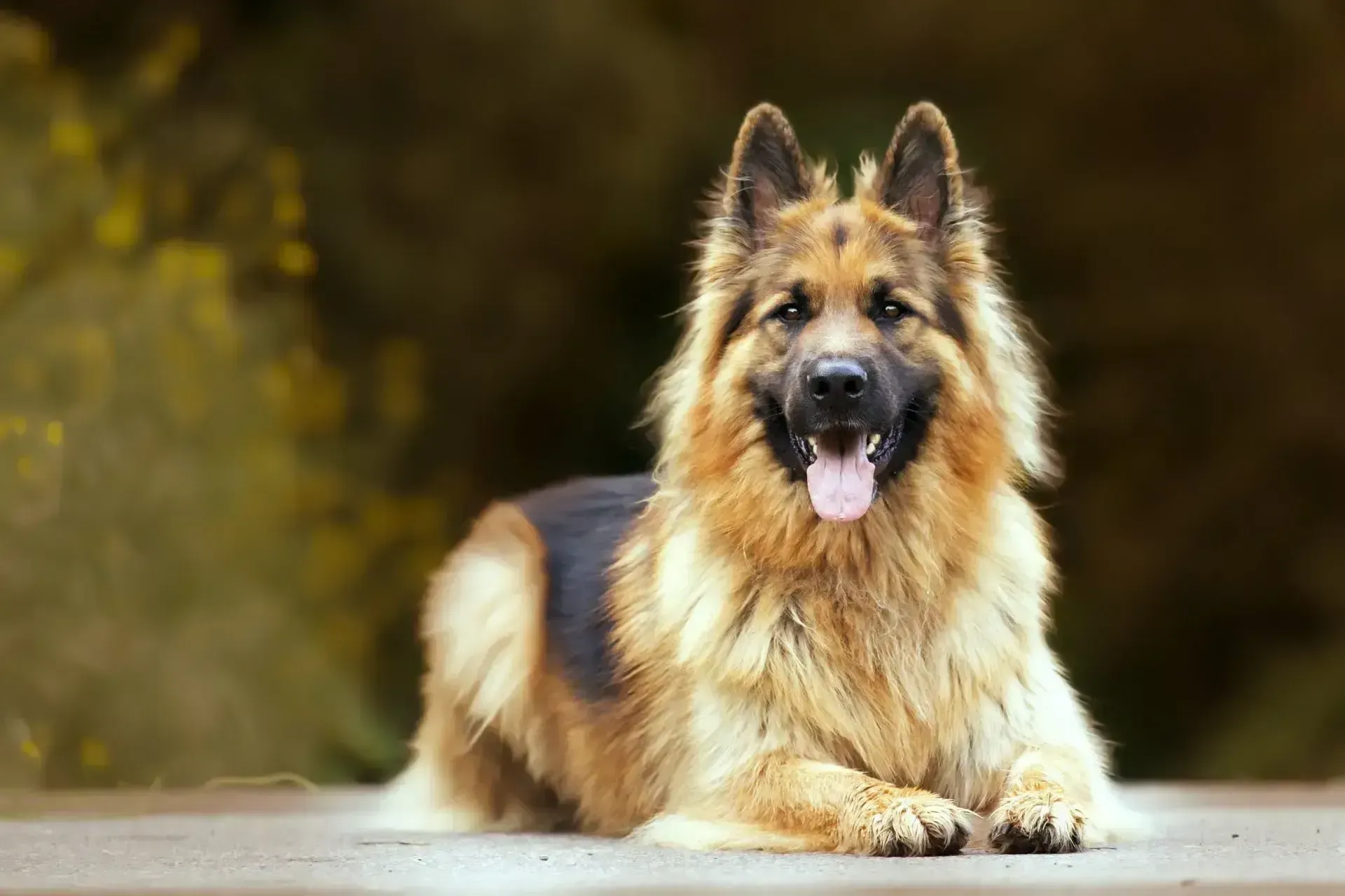 A long-haired German Shepherd dog lies on a paved surface, looking forward with an open mouth and tongue out. A long-haired German Shepherd dog lies on a paved surface, looking forward with an open mouth and tongue out.