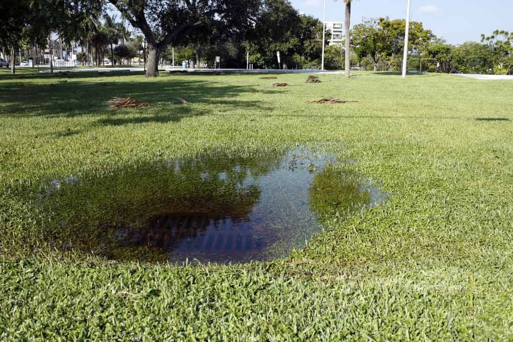 A Puddle Of Water In The Middle Of A Lush Green Field — Tweed Heads Leak Detection in Casuarina, NSW