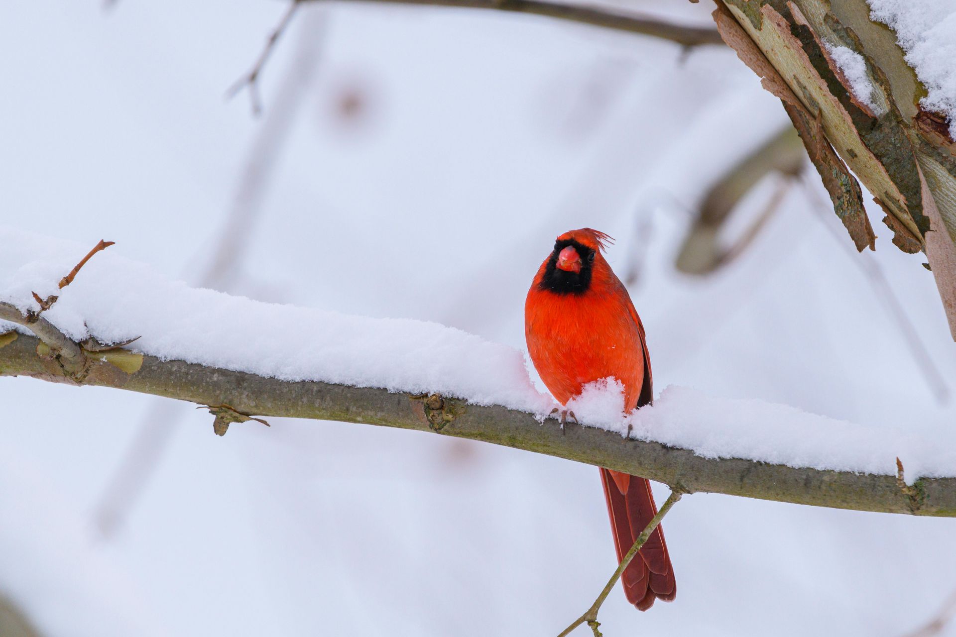 Red cardinal perched on snow-covered branch. Winter scene with white snow and brown tree branches.