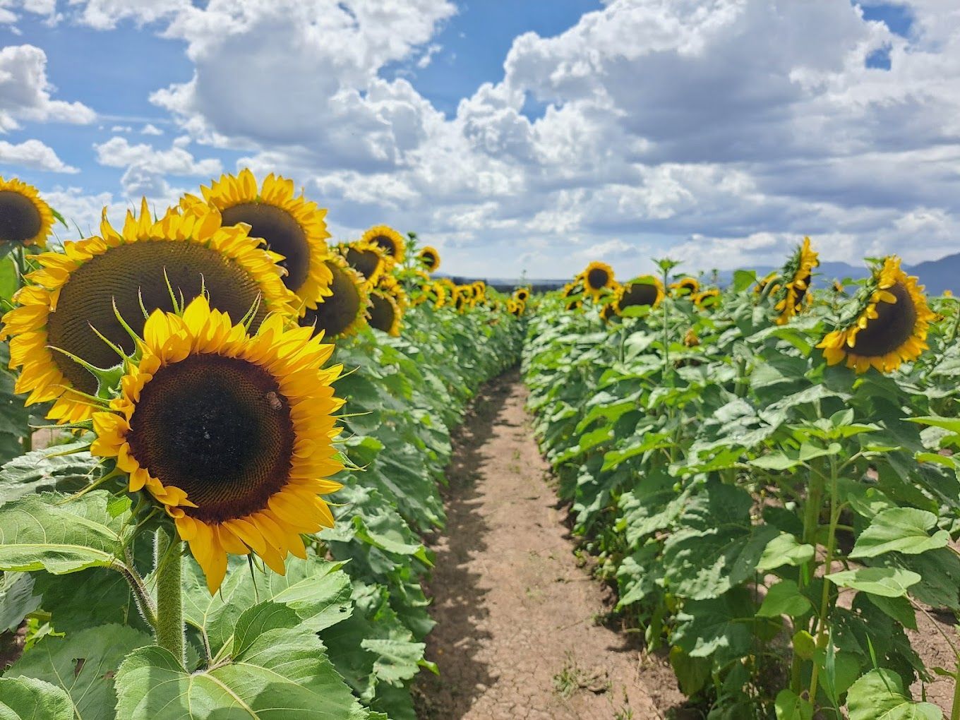Huerta de Girasoles en San Antonio de las Alazanas, Arteaga, Coahuila