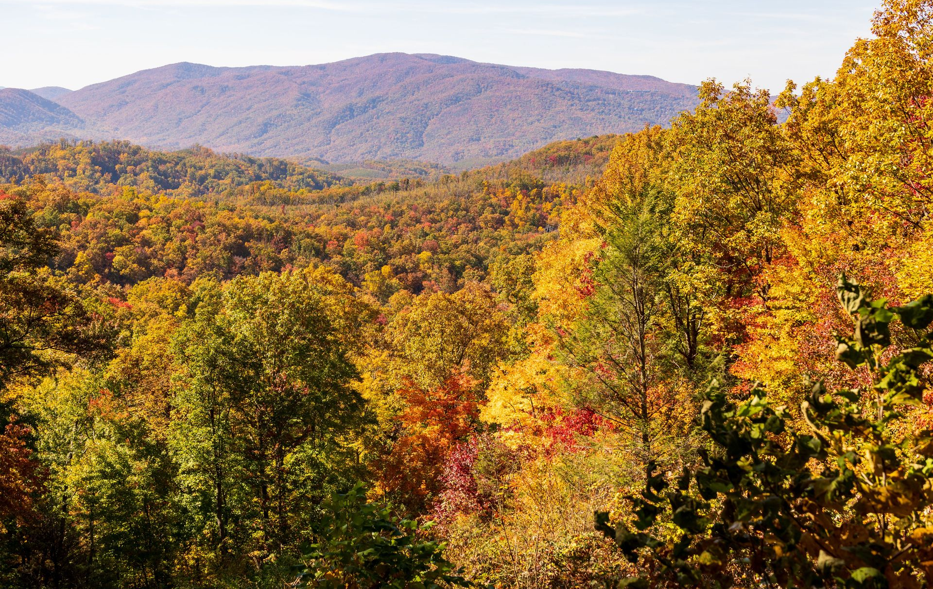 Autumn forest landscape with colorful fall foliage and distant mountains under a clear sky