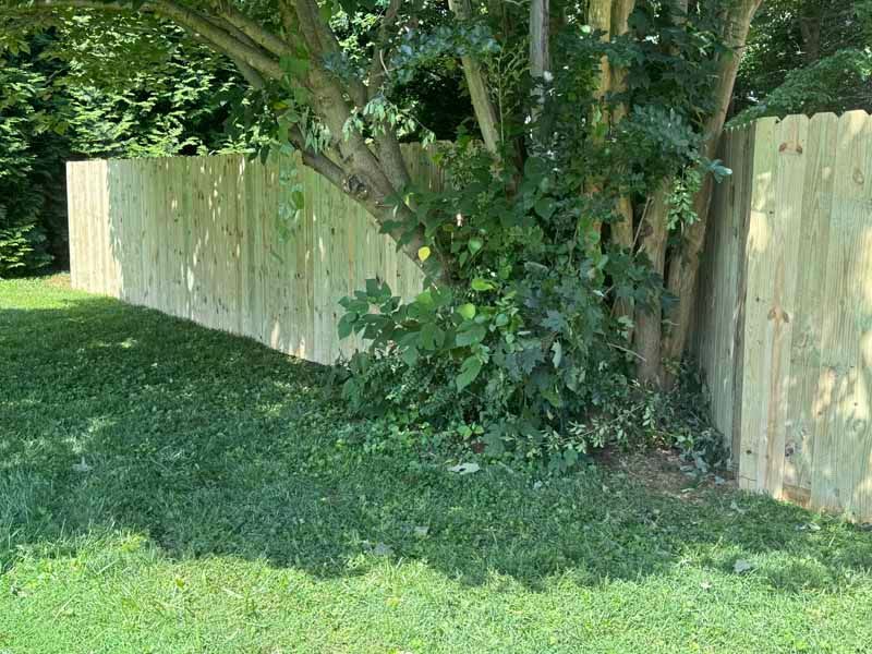 Wooden fence along a grassy yard with a tree and dense green shrubs.