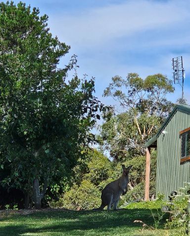 A kangaroo is standing in front of a green building