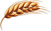Spiga di grano dorata con chicchi, illustrata su sfondo bianco