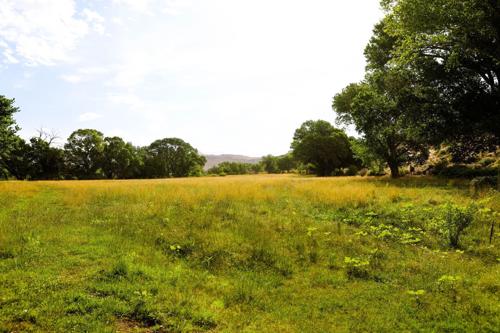 Grassy field with yellow wildflowers and trees under a bright sky