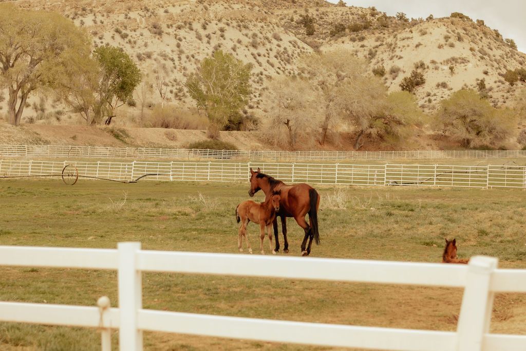 Brown horse standing in a pasture with a foal, white fence in front, hills in the background