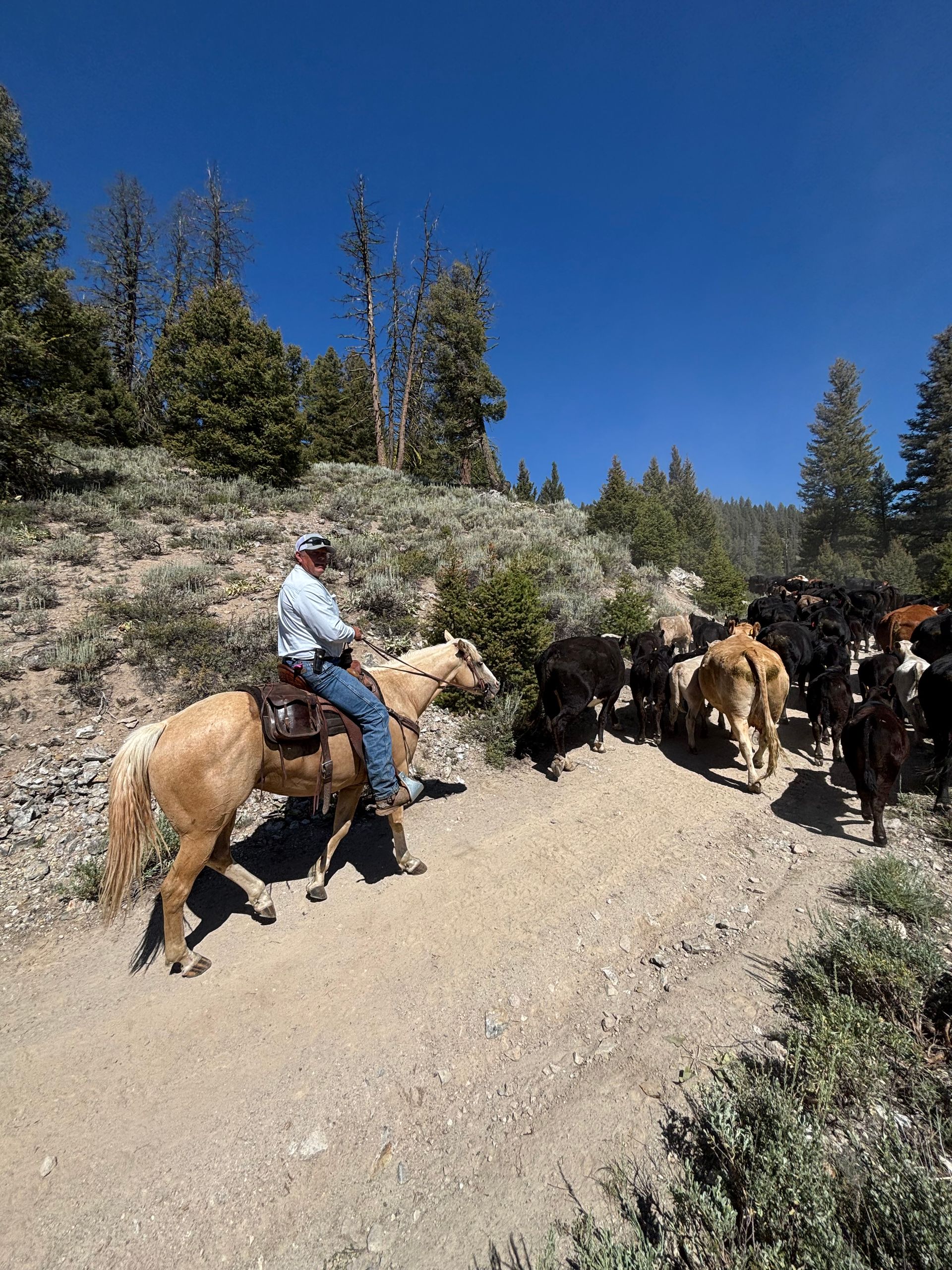 Person riding a tan horse on a mountain trail with a small group of riders ahead under a clear blue sky