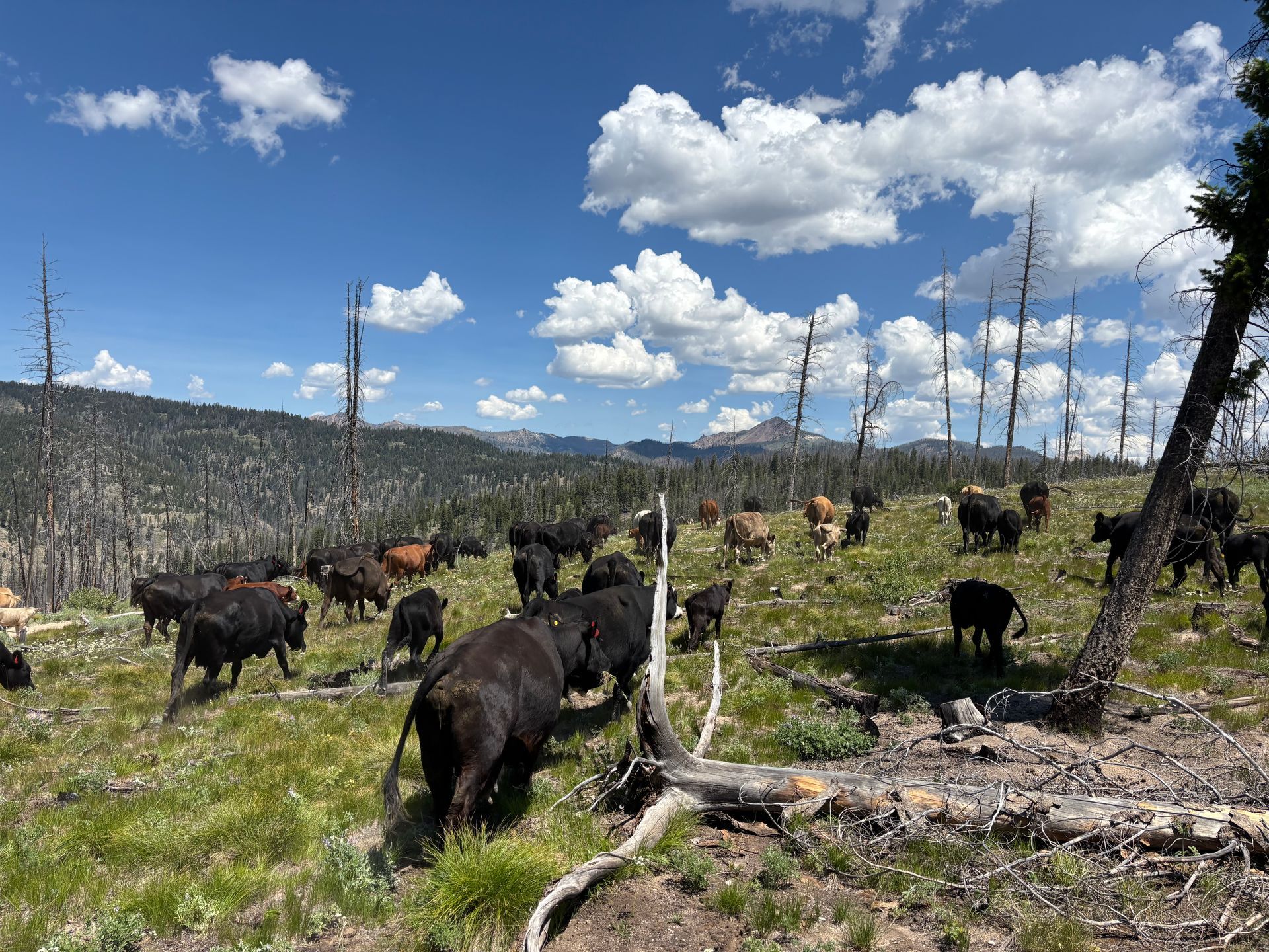 Cattle grazing in a grassy field with dead trees under a bright blue sky with clouds