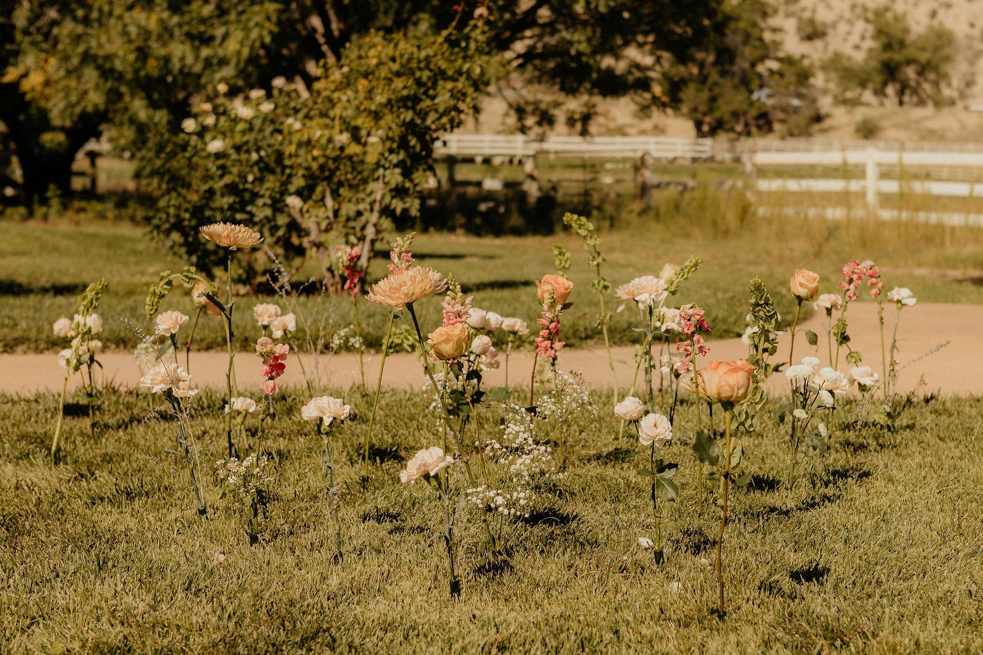 Pink and white flowers in a sunlit garden with a white fence in the background
