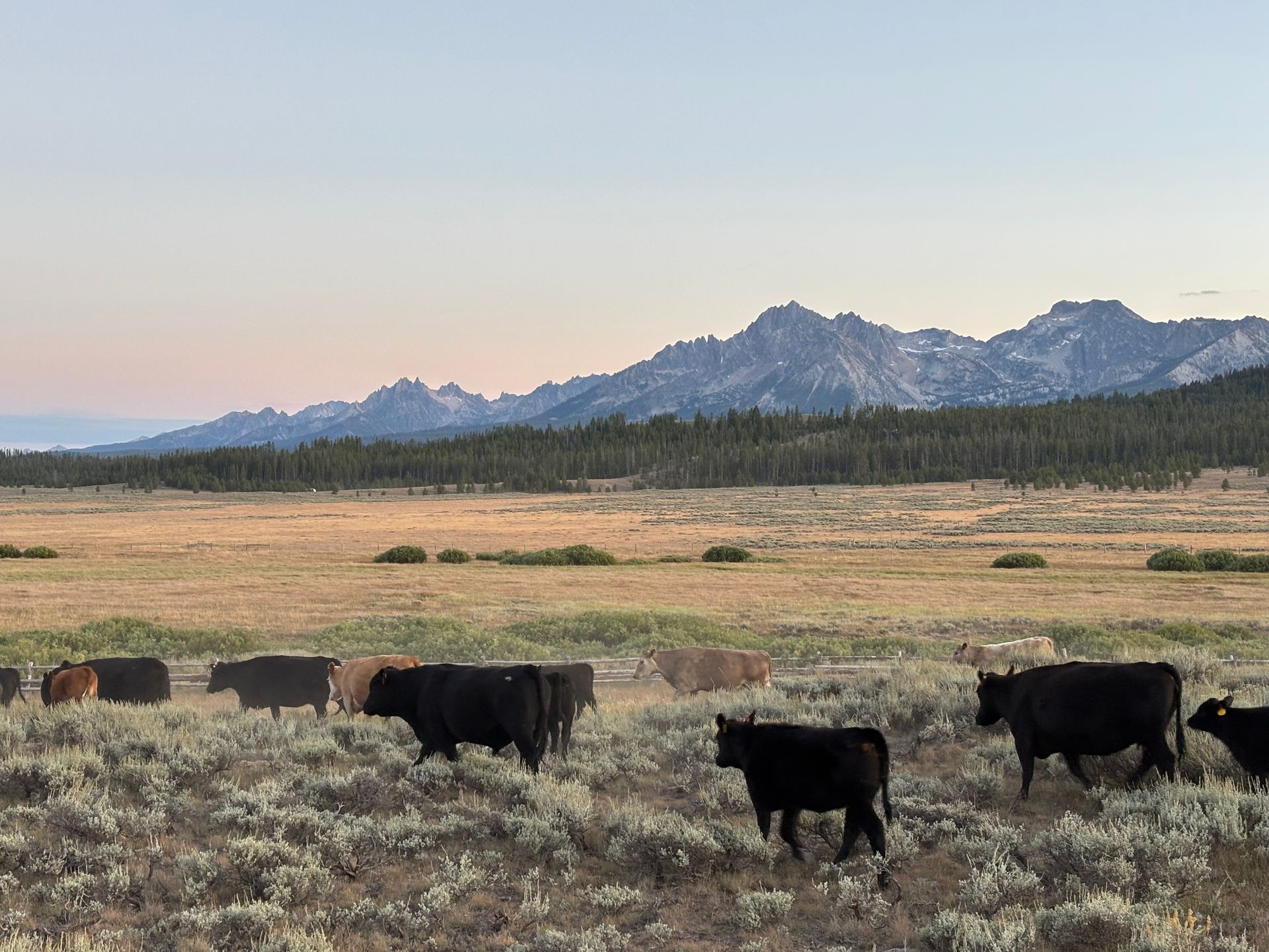 Cattle grazing in a dry field with mountains and a pale sky in the background