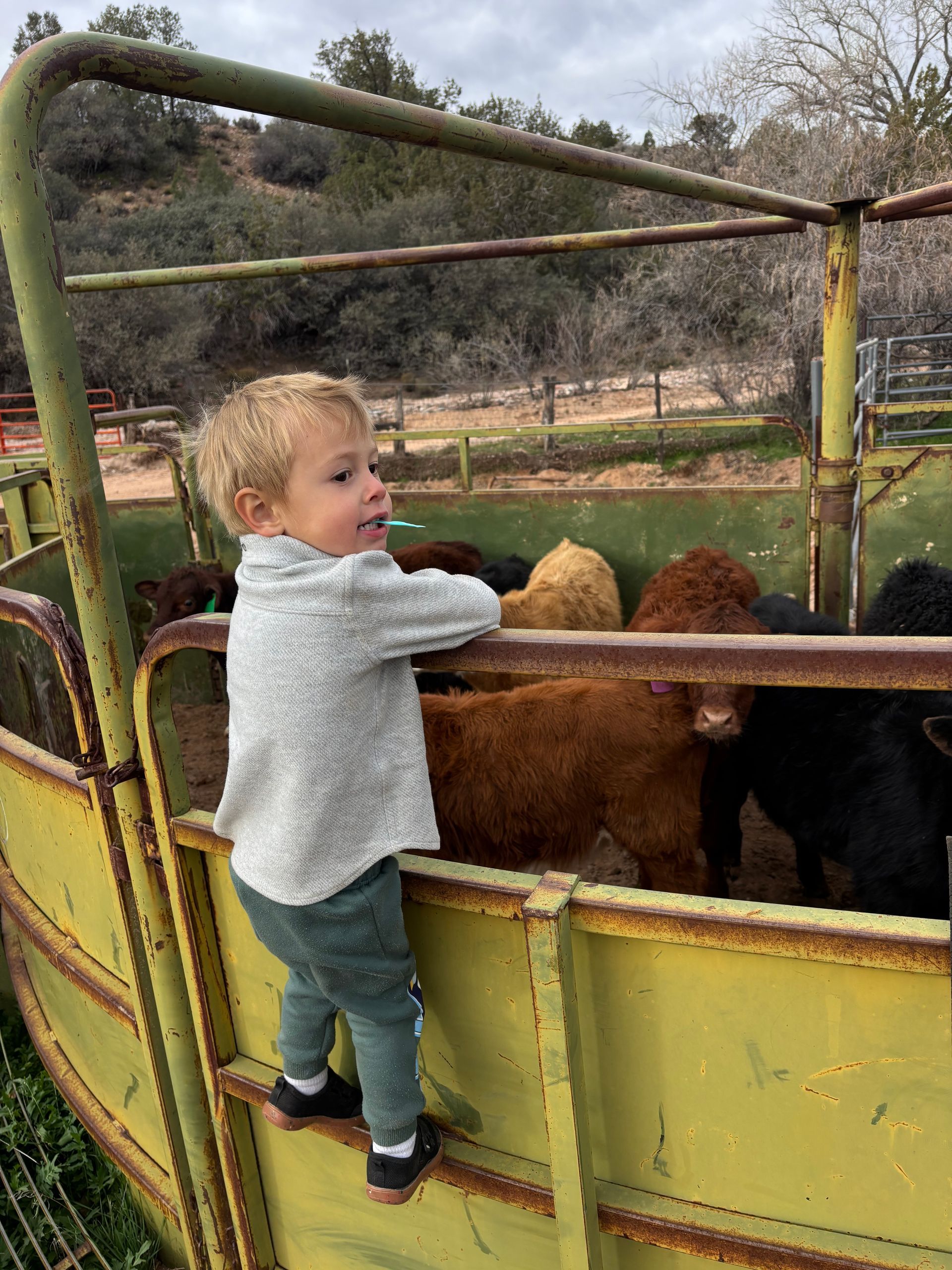Child in gray sweater standing by a yellow livestock pen, looking at brown goats outdoors.