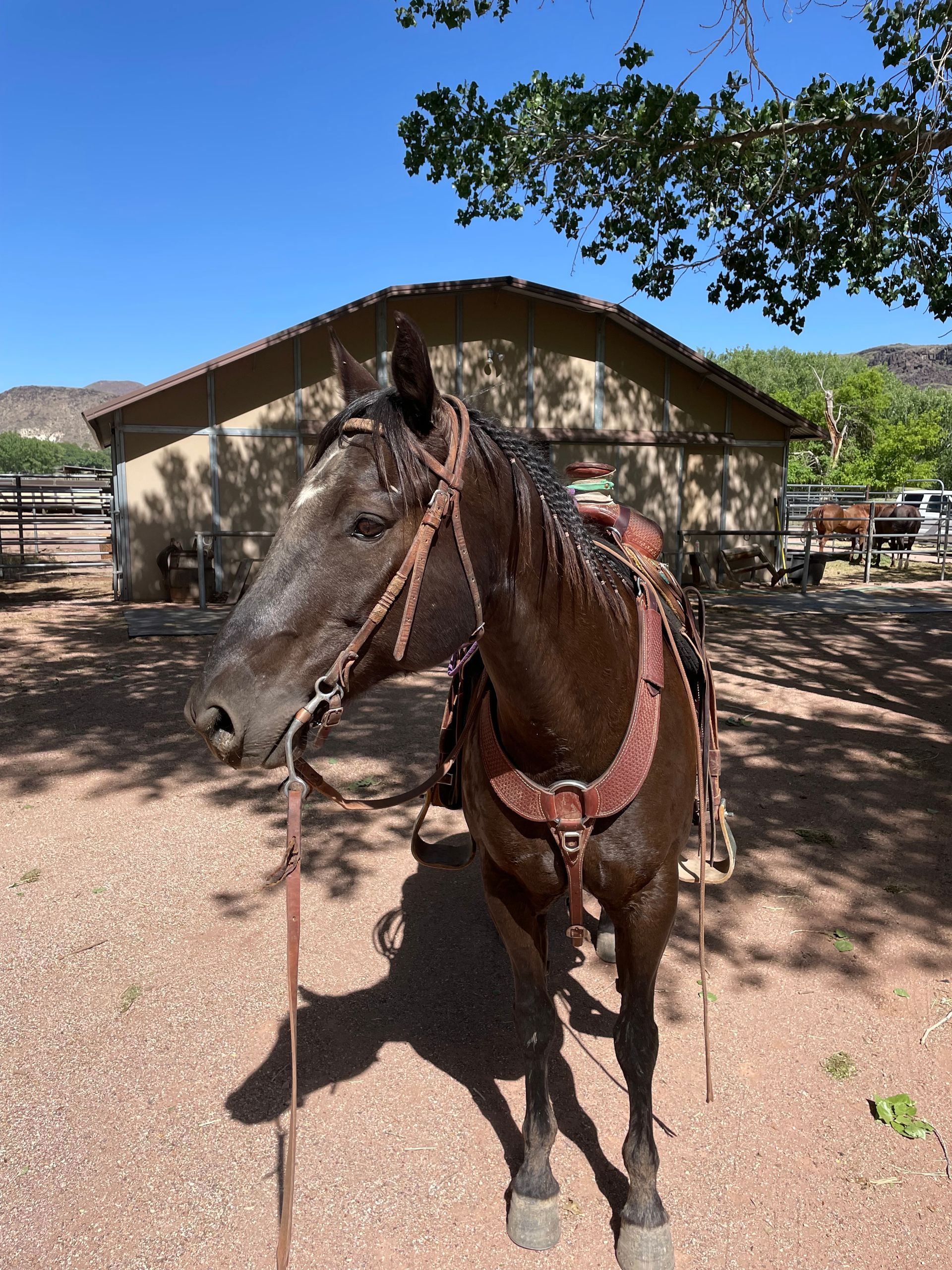 Brown horse standing in front of a rustic barn under a sunny blue sky