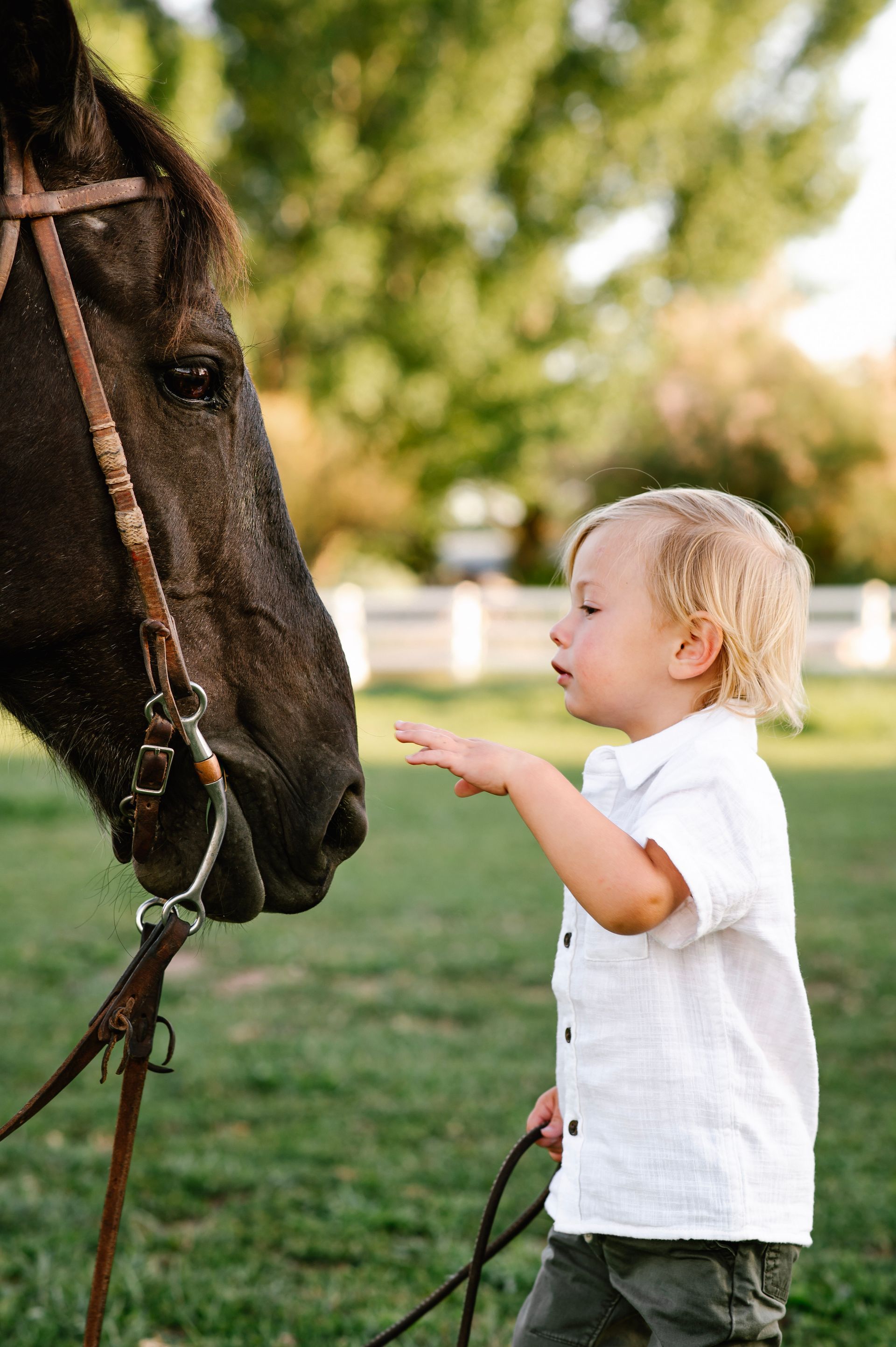 Young child reaching toward a horse in a grassy park