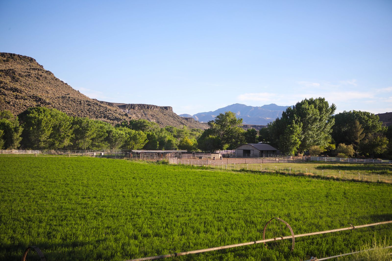 Green crop field beside trees and rocky hills under a clear blue sky, with mountains in the distance