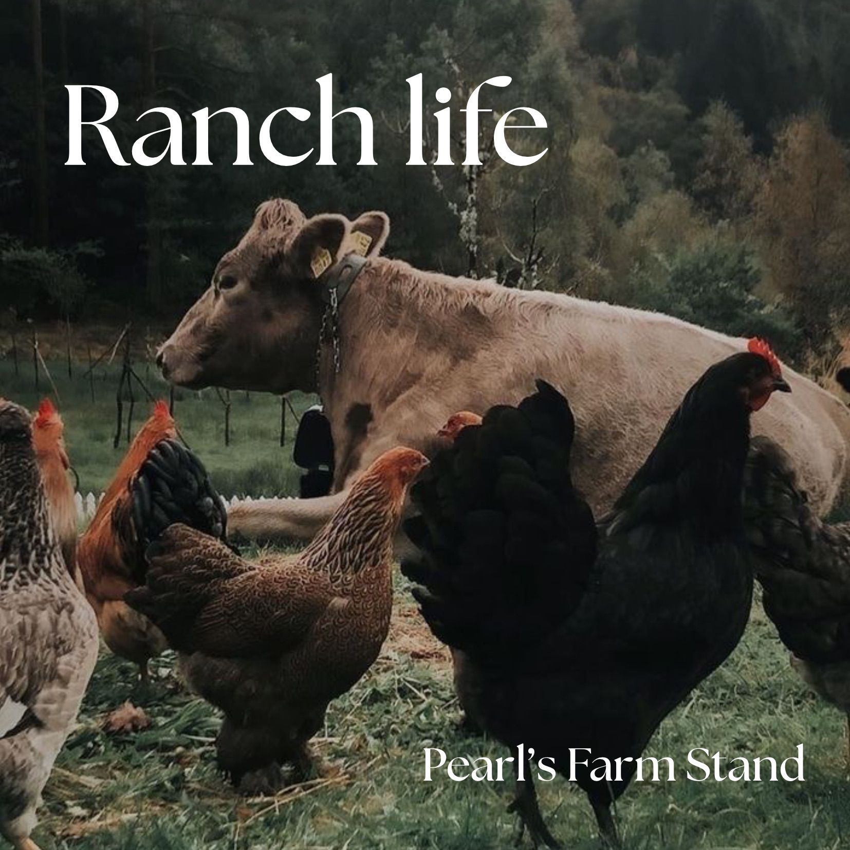 Cow and chickens in a grassy farmyard with the text “Ranch life” and “Pearl’s Farm Stand”