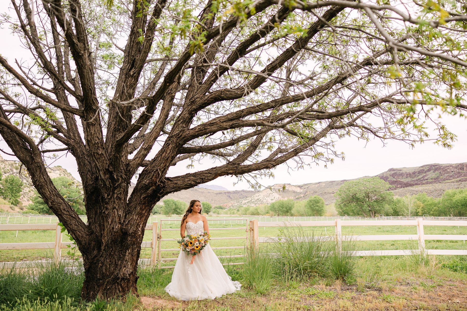 Bride in white dress holding bouquet under a large tree in a grassy field with a white fence behind her