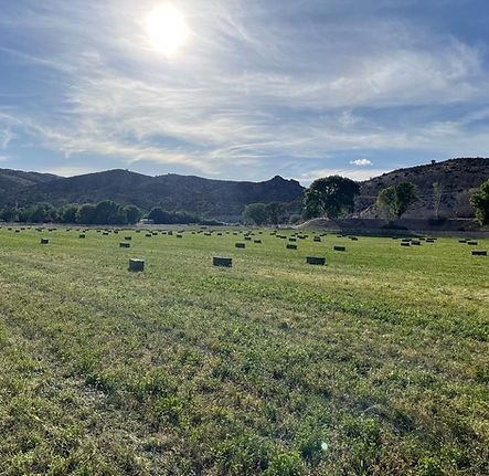 Sunny grassy field with scattered hay bales and low hills under a bright blue sky