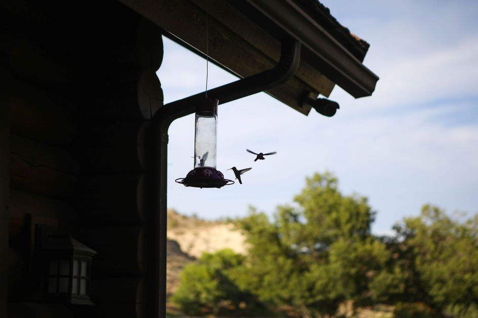 Bird feeder hanging under a roof with two hummingbirds flying nearby over a sunny backyard.