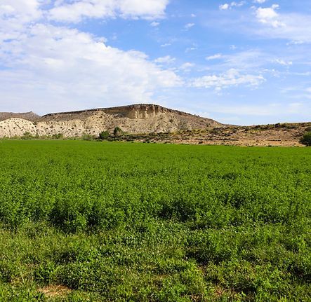 Green crop field with low rocky hills under a partly cloudy blue sky