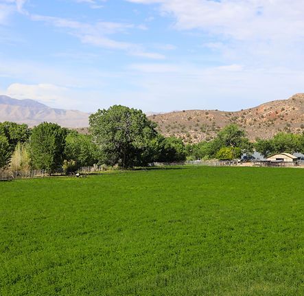 Lush green field with trees, rocky hills, and a blue sky with clouds