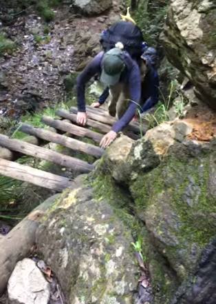 Private guided Skeleton Gorge hike in Cape Town with a hiker climbing wooden ladders through the forest trail on Table Mountain.