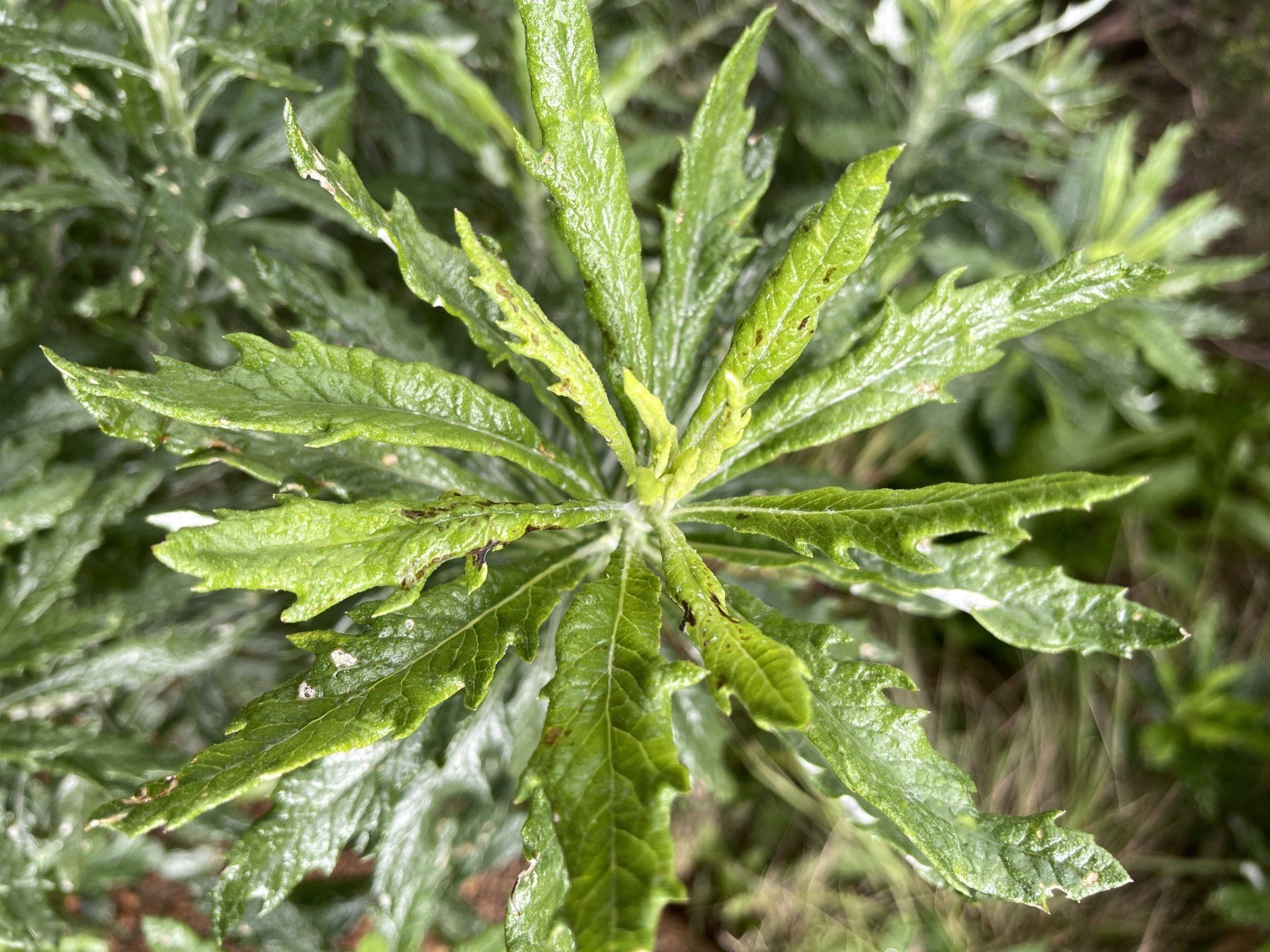California Mugwort