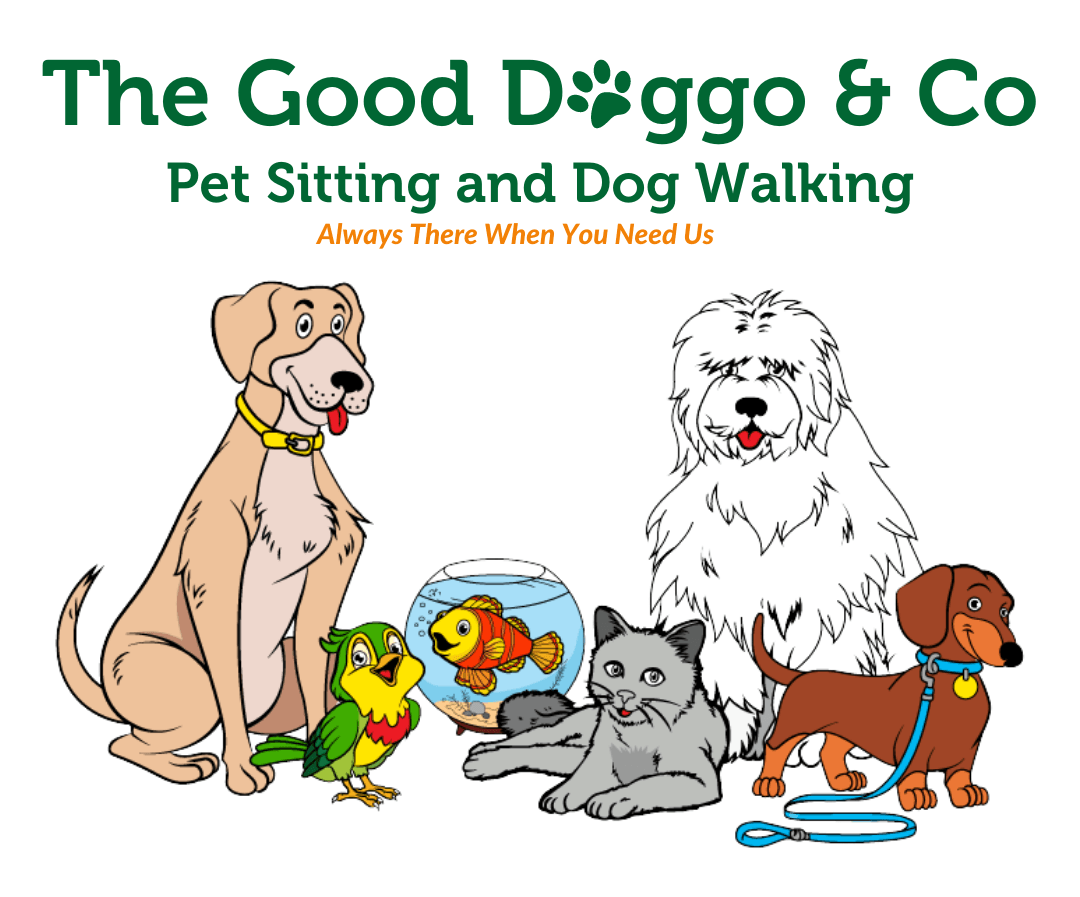 Why Does My Puppy Sit When Walking