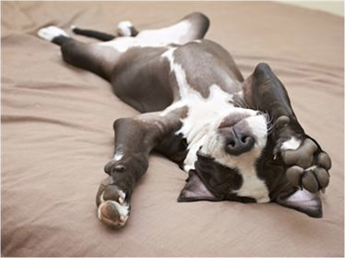 It's Okay to Wake Up Sleeping Dogs by Social Prosperity Partners.
