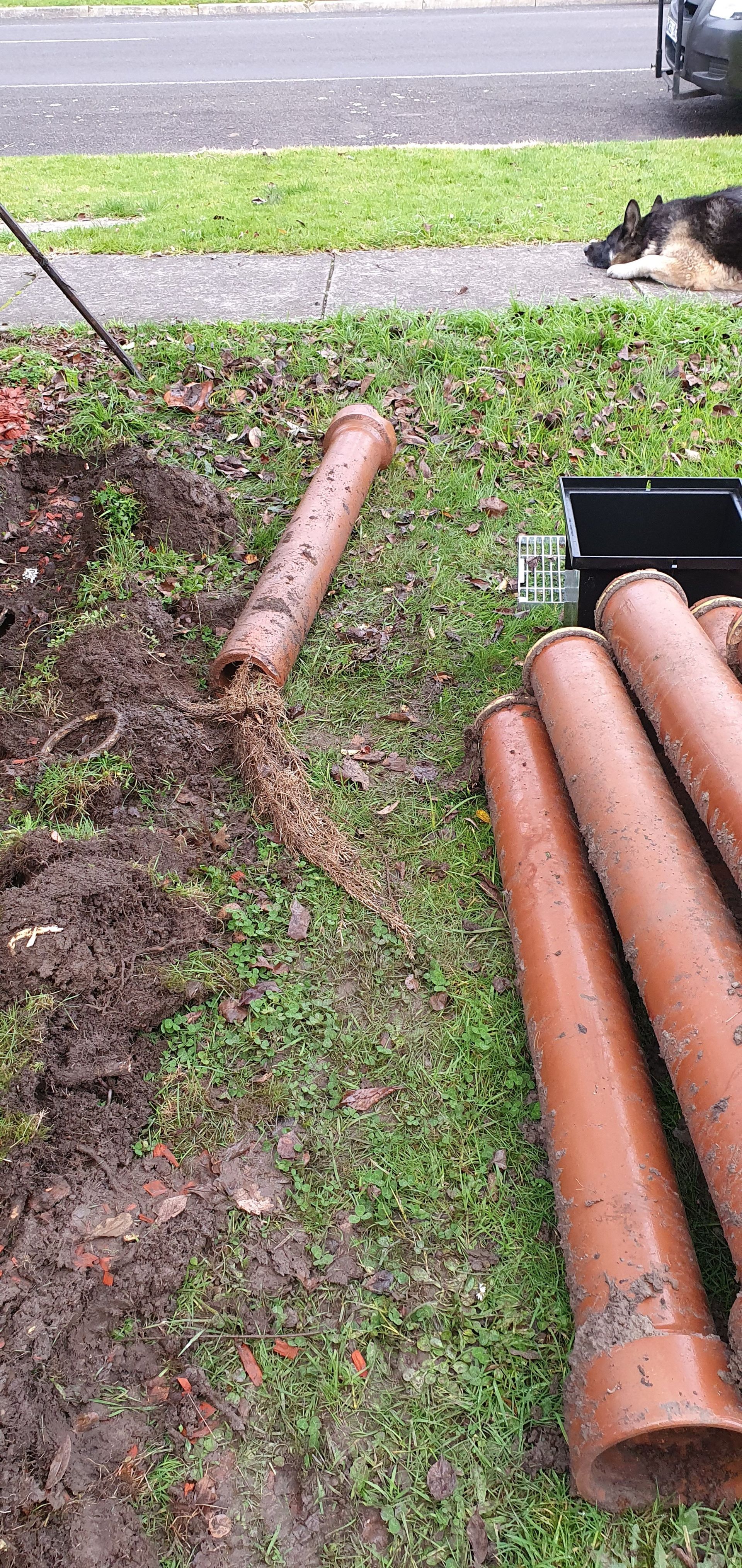 A dog is laying on the grass next to a pile of pipes.