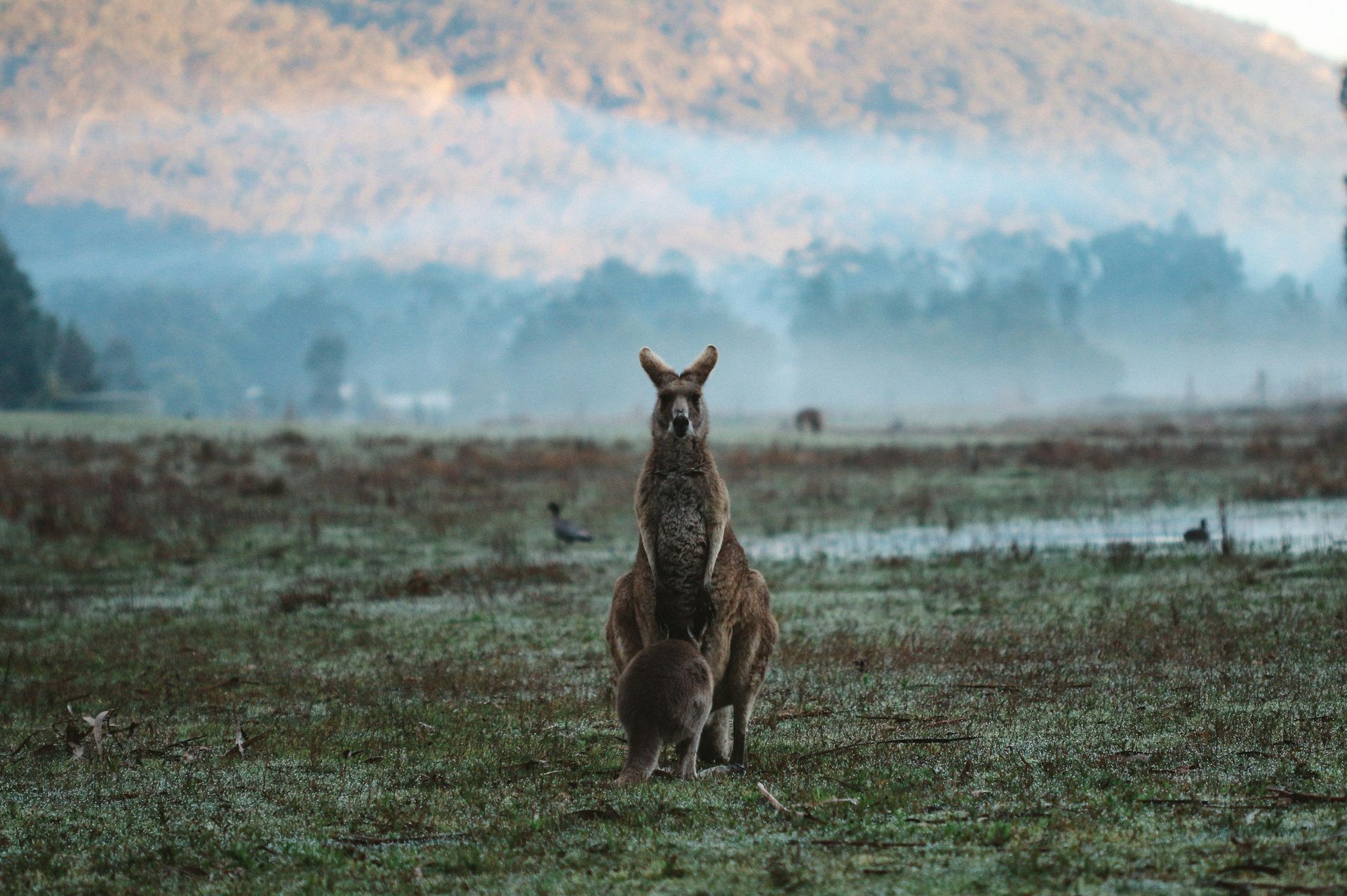 A kangaroo is standing in a field with mountains in the background. A kangaroo is standing in a field with mountains in the background.